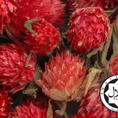 Pure Globe Amaranth (500gm)