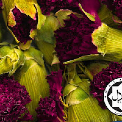 Pure Carnation (500GM)