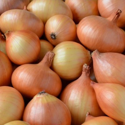 BAWANG HOLAND 12KG